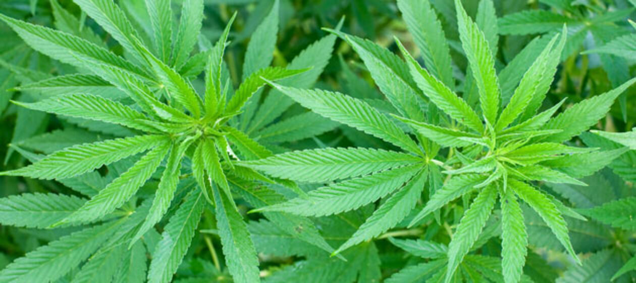 Cannabispflanze
