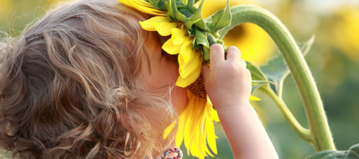 Ein Kind riecht an einer Sonnenblume