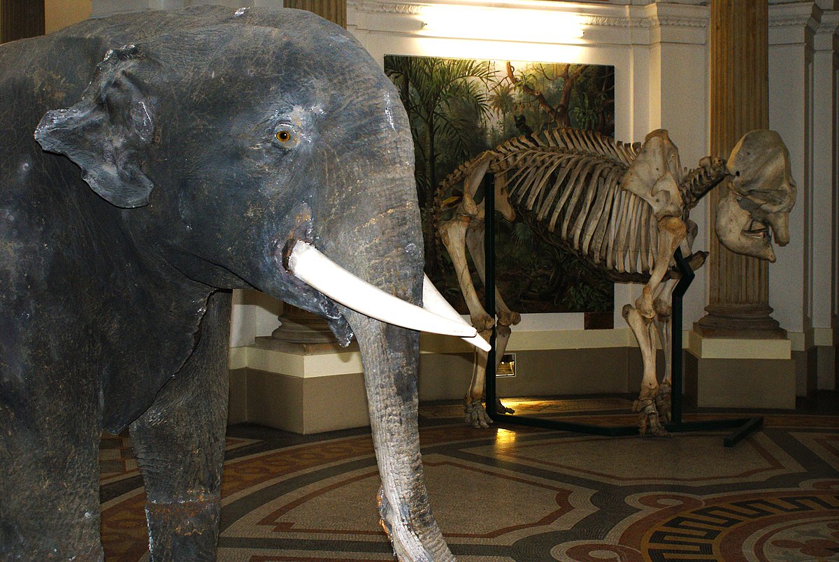 Ein Elefant im Naturkundemuseum