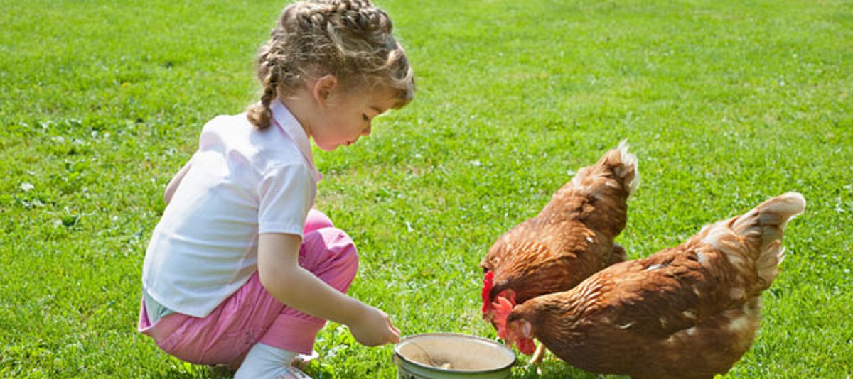 Ein Mädchen füttert Hühner