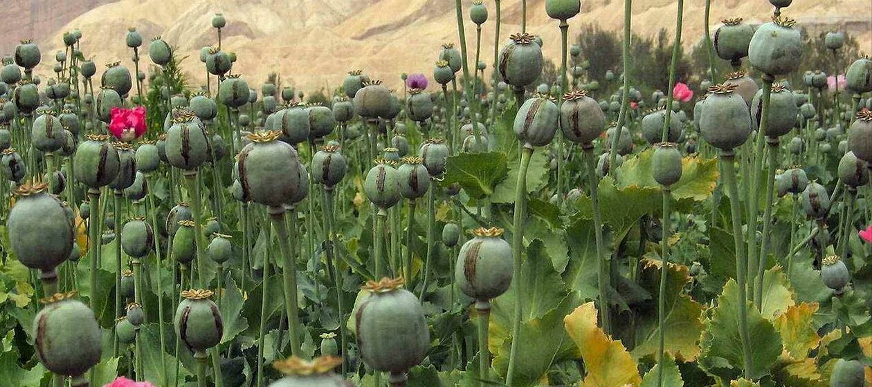 Opiumpflanzen