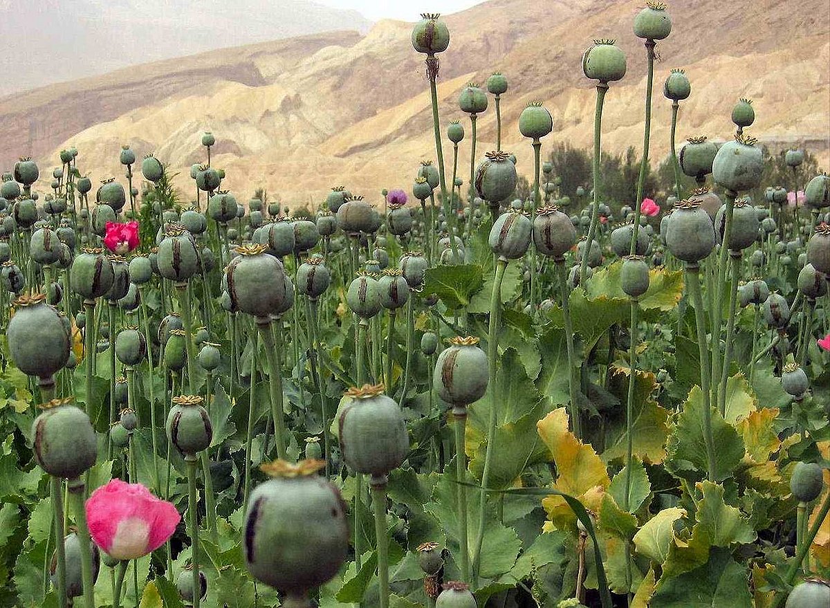 Opiumpflanzen
