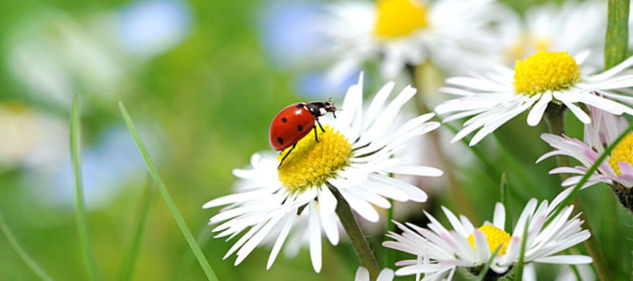 Blumenwiese mit Käfer