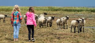 Zwei Mädchen stehen an der Nordsee auf deiner Schafweide und schauen die Tiere an